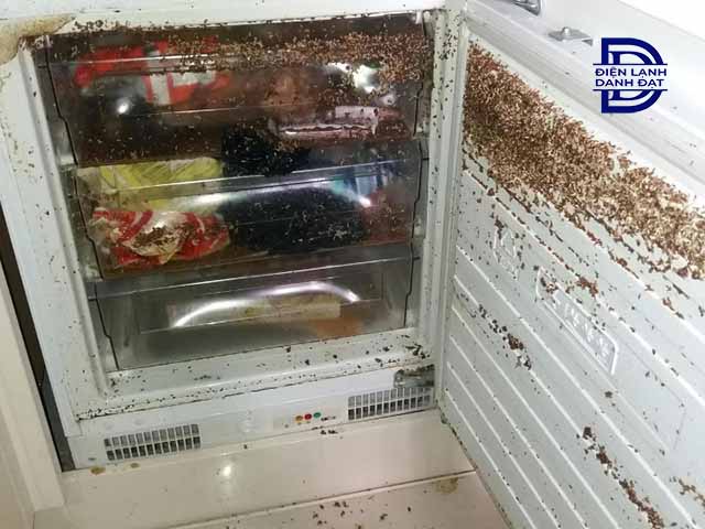 Cách vệ sinh tủ lạnh bị dòi