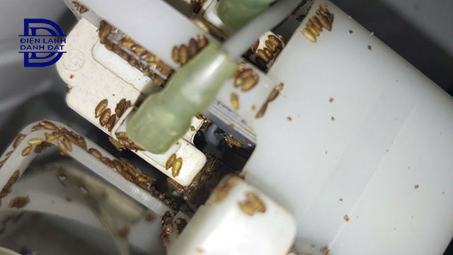 Vệ sinh tủ lạnh bị dòi